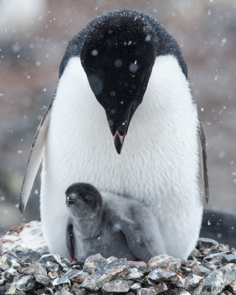 OTL25-18, Day 14, 20171229_SandraPetrowitz_Kinnes_Adelie_with_Chick_© Oceanwide Expeditions.jpg