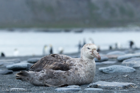 OTL25-18, Day 09, 20171224_Arjen_Drost_Gold_Harbour_Northern_Giant_Petrel_© Oceanwide Expeditions.jpg