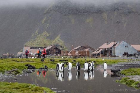 OTL25-18, Day 08, 20171223_SandraPetrowitz_Stromness_© Oceanwide Expeditions.jpg