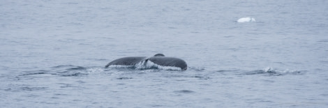 OTL26-18, Day 7 20180109_SandraPetrowitz_Wilhelmina_Humpback_Fluke_© Oceanwide Expeditions.jpg