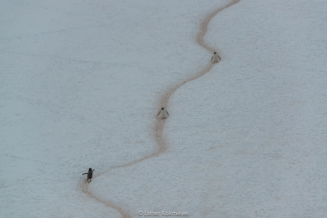 PLA25-17, 2018-01-01 Cuverville Island - Adélie Penguin highway - Esther Kokmeijer-31_© Oceanwide Expeditions.jpg