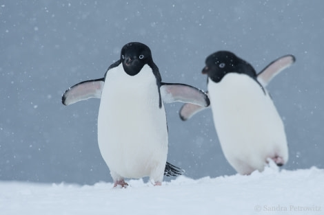 Adelie penguins © Sandra Petrowitz - Oceanwide Expeditions
