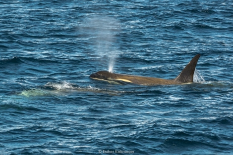 PLA25-17, 2018-01-05 Gerlach Strait - Orcas - Esther Kokmeijer-03_© Oceanwide Expeditions.jpg