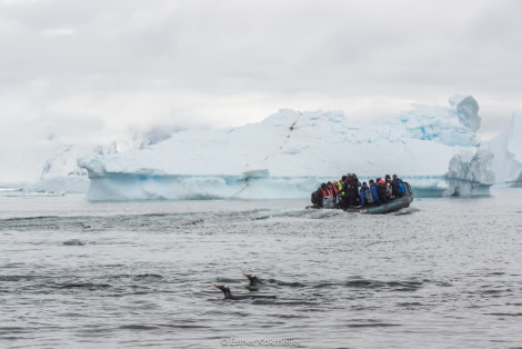 PLA25-17, 2018-01-01 Cuverville Island - Landing Operation - Esther Kokmeijer-44_© Oceanwide Expeditions.jpg