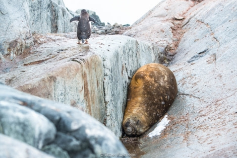 PLA25-17, 2018-01-04 Petermann - Esther Kokmeijer-05_© Oceanwide Expeditions.jpg