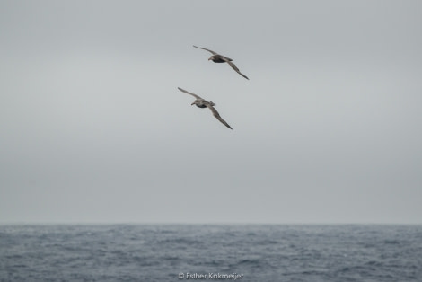 PLA25-17, 2017-12-30 - Drake Passage-03_© Oceanwide Expeditions.jpg