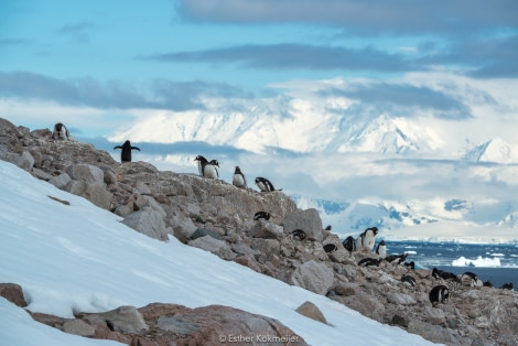 PLA25-17, 2018-01-02 Neko - Esther Kokmeijer-06_© Oceanwide Expeditions.jpg