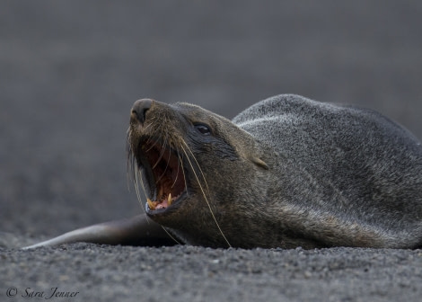 OTL28-18_fur seal 7 © Oceanwide Expeditions.jpg