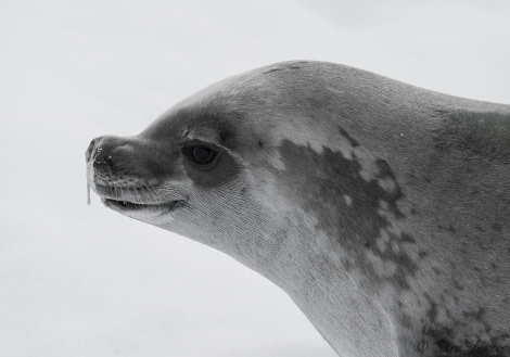 OTL28-18_seal 56 © Oceanwide Expeditions.jpg