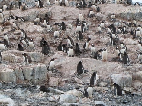 OTL28-18_Cuverville Island penguins 1 © Oceanwide Expeditions.jpg