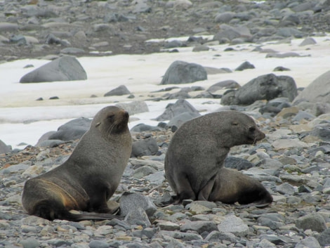 OTL28-18_Half Moon Fur seals © Oceanwide Expeditions.jpg