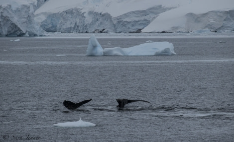 OTL28-18_whale © Oceanwide Expeditions.jpg