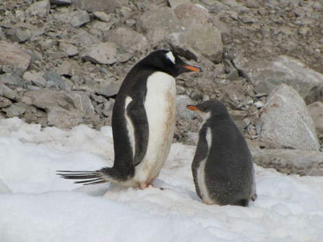 OTL28-18_Neko penguins 2 © Oceanwide Expeditions.jpg