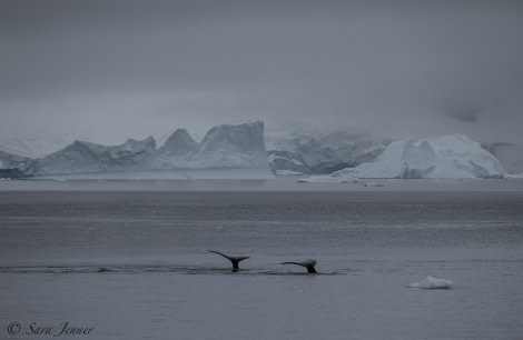 OTL28-18_whales 89 © Oceanwide Expeditions.jpg