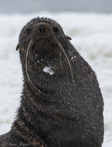 OTL28-18_fur seal © Oceanwide Expeditions.jpg