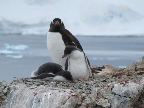 OTL28-18_Danco penguins 1 © Oceanwide Expeditions.jpg