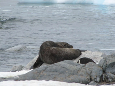 OTL28-18_Cuverville Island Fur seal © Oceanwide Expeditions.jpg