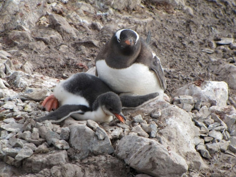 OTL28-18_Neko penguins 3 © Oceanwide Expeditions.jpg