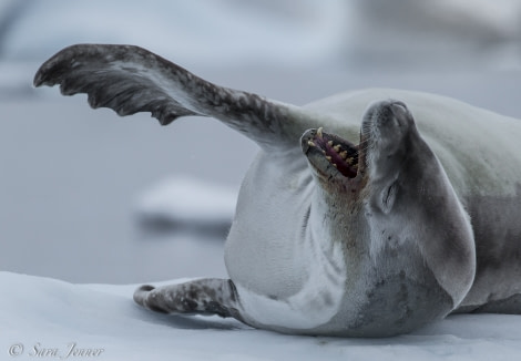 OTL28-18_seal 75 © Oceanwide Expeditions.jpg