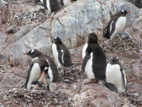 OTL28-18_Cuverville Island penguins 2 © Oceanwide Expeditions.jpg