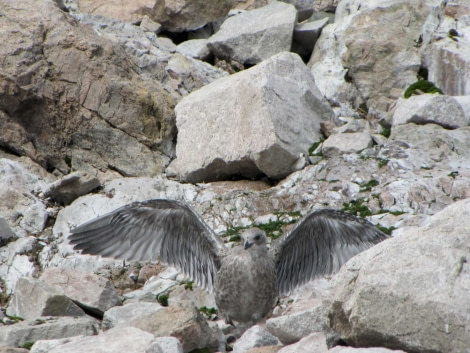 OTL28-18_Neko kelp gull chick 2 © Oceanwide Expeditions.jpg