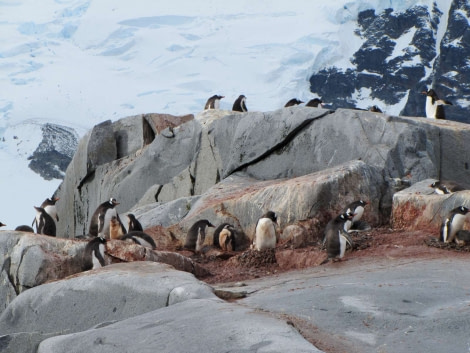 OTL28-18_Pleneau penguins 1F1600x1200 © Oceanwide Expeditions.jpg