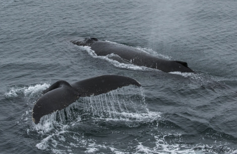 OTL28-18_whale 70 © Oceanwide Expeditions.jpg