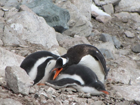 OTL28-18_Neko penguins 4 © Oceanwide Expeditions.jpg