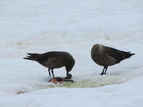 OTL28-18_Danco skuas © Oceanwide Expeditions.jpg