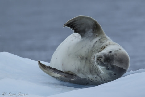 OTL28-18_seal 72 © Oceanwide Expeditions.jpg