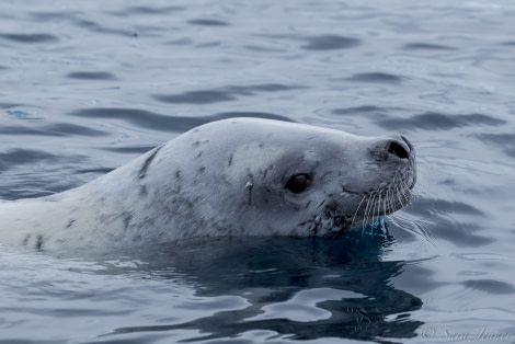 OTL28-18_seal 57 © Oceanwide Expeditions.jpg