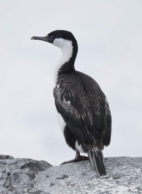 OTL28-18_blue eyed shag © Oceanwide Expeditions.jpg