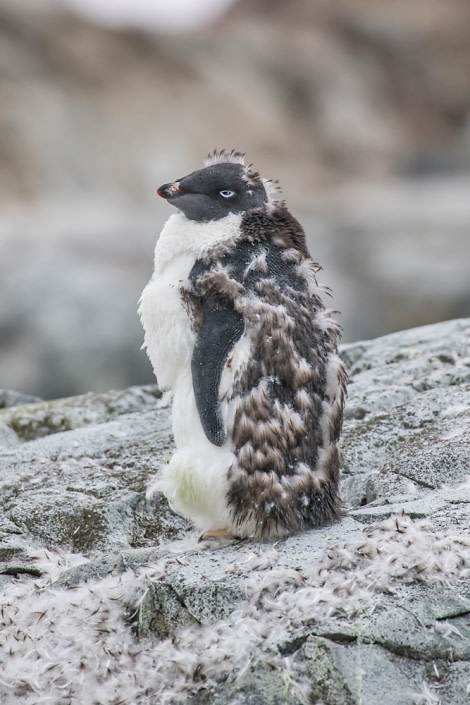 OTL30-18 Adelie moulting-2842 © Oceanwide Expeditions.jpg