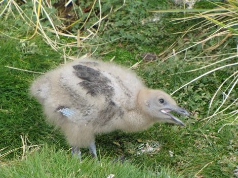 OTL29-18 Day 2 Prion Island skua chick 4 © Oceanwide Expeditions.JPG