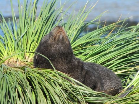 OTL29-18 Day 2 Prion Island Fur seal 2 © Oceanwide Expeditions.JPG