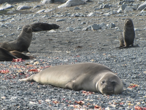 OTL29-18 Day 16 Half Moon Elephant seal 1 © Oceanwide Expeditions.JPG