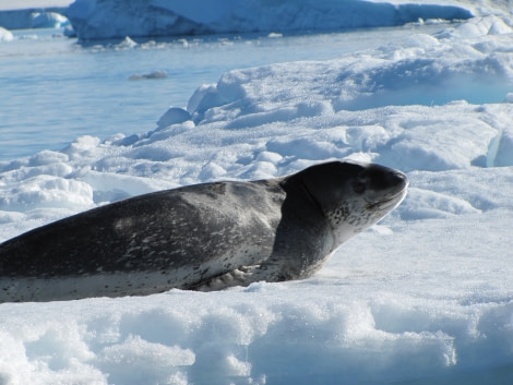OTL29-18 Day 14 Brown Bluff Leopard seal 1 © Oceanwide Expeditions.JPG