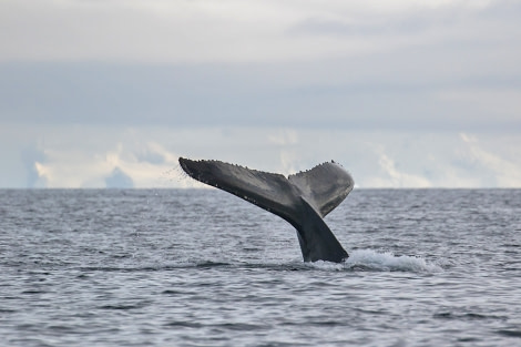 OTL30-18 Humpback-3685 © Oceanwide Expeditions.jpg