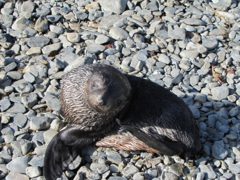 OTL29-18 Day 8 Fur seal 1 © Oceanwide Expeditions.JPG