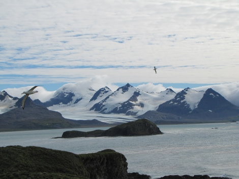 Prion Island albatross in flight 2.JPG