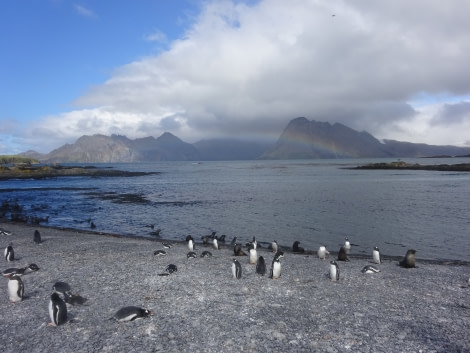 PLA29-18 Day 7 Prion Island DSC08647 © Oceanwide Expeditions.JPG