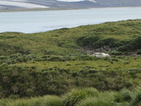 Prion Island albatross in flight 1.JPG