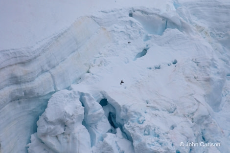 OTL30-18 Orne blue-eyed shag and glacier-4533 © Oceanwide Expeditions.jpg