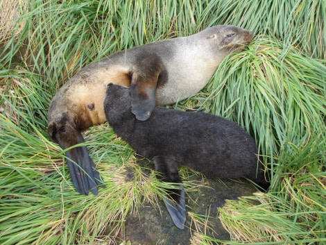 Prion Island suckling Fur seal.JPG