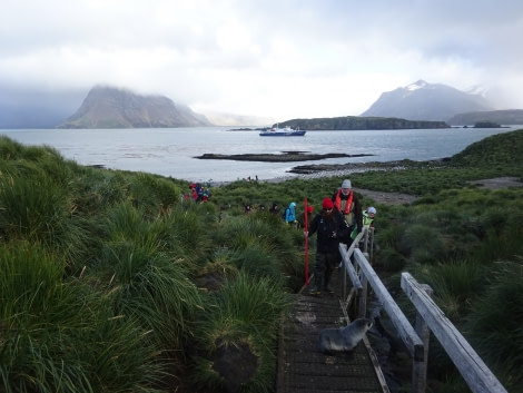 PLA29-18 Day 7 Prion Island DSC08717 © Oceanwide Expeditions.JPG