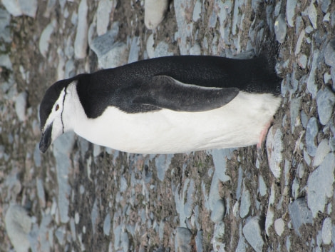 OTL29-18 Day 16 Half Moon Chinstraps 1 © Oceanwide Expeditions.JPG