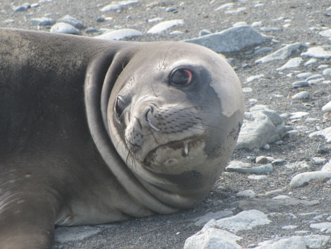 OTL29-18 Day 16 Half Moon Elephant seal 3 © Oceanwide Expeditions.JPG