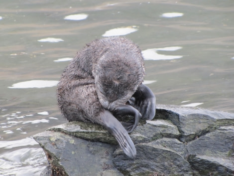 OTL29-18 Day 9 Ocean Harbour Fur seal 3 © Oceanwide Expeditions.JPG