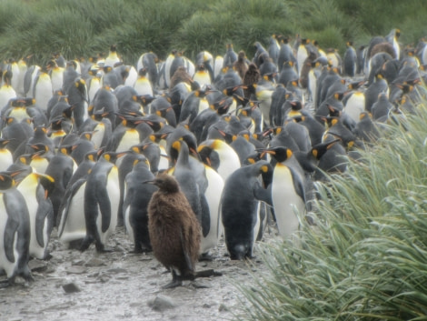 OTL29-18 Day 2 Salisbury Plain penguins 2 © Oceanwide Expeditions.JPG