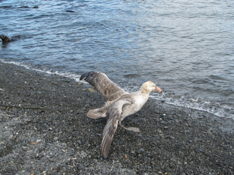 OTL29-18 Day 2 Prion Island Giant petrel © Oceanwide Expeditions.JPG